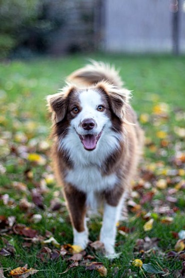 Petjoy